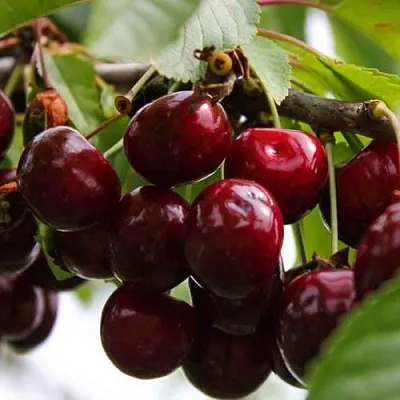 Вишня НОВОДВОРСКАЯ в Пензе