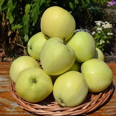 Яблоня ПАПИРОВКА  Яблоня ПАПИРОВКА в Пензе