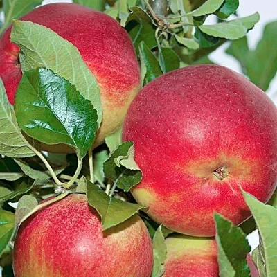 Яблоня СЕНАТОР колонновидная в Пензе