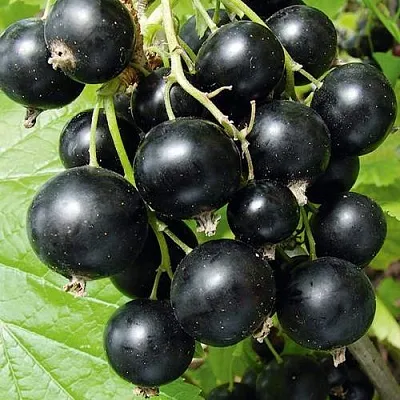 Смородина черная АРАПКА  Смородина черная АРАПКА в Пензе