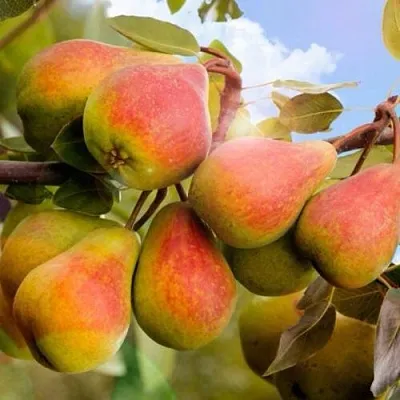 Груша ЗАБАВА  Груша ЗАБАВА в Пензе