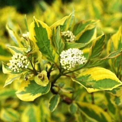 Дерен  Дерен в Пензе