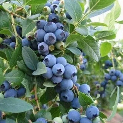 Голубика ЭЛЛИОТ  Голубика ЭЛЛИОТ в Пензе