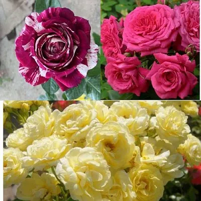 Комплект РОЗОВЫЙ АКЦЕНТ в Пензе