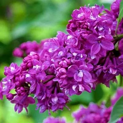 Сирень ОГНИ ДОНБАССА  Сирень ОГНИ ДОНБАССА в Пензе