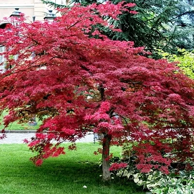 Клен пальмолистный  Клен пальмолистный в Пензе