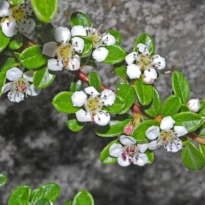 Кизильник ТАНГСТЕДТ горизонтальный   Кизильник ТАНГСТЕДТ горизонтальный  в Пензе