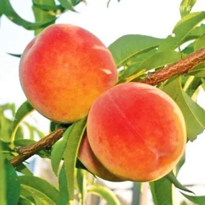Персик ОНТАРИО — описание сорта Персик ОНТАРИО в Пензе