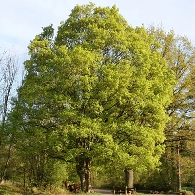 Клен полевой  Клен полевой в Пензе