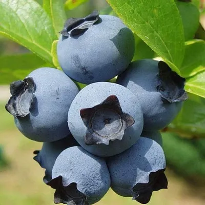 Сладкие сорта   Сладкие сорта  в Пензе