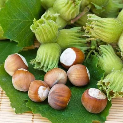 Фундук КРЕПКИЙ ОРЕШЕК в Пензе