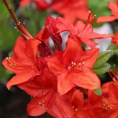 Азалия ПАРКФАЕР листопадная  Азалия ПАРКФАЕР листопадная в Пензе