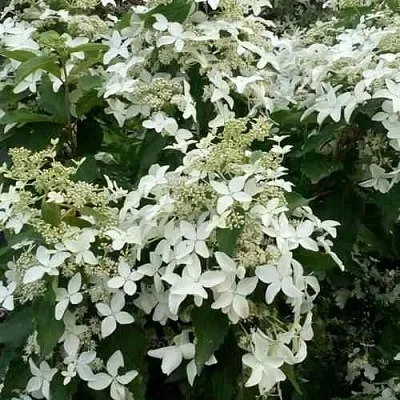 Гортензия МЭДЖИКАЛ СТАРЛАЙТ метельчатая  Гортензия МЭДЖИКАЛ СТАРЛАЙТ метельчатая в Пензе