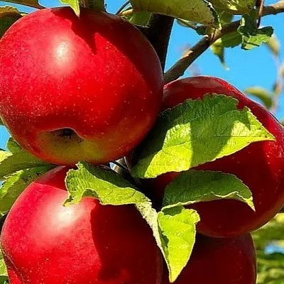 Зимние сорта  Зимние сорта в Пензе