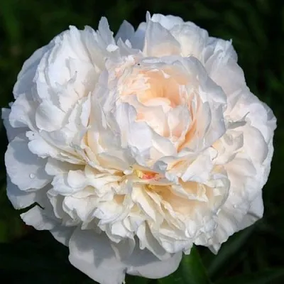 саженцы пиона саженцы пиона