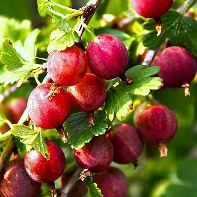 Крыжовник САДКО  Крыжовник САДКО в Пензе