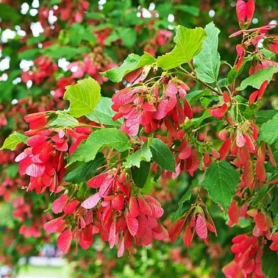 Клен татарский  Клен татарский в Пензе