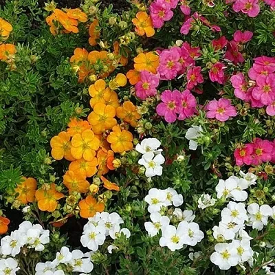 Лапчатка  Лапчатка в Пензе