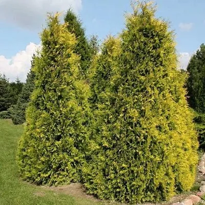Туя АУРЕОСПИКАТА западная  Туя АУРЕОСПИКАТА западная в Пензе