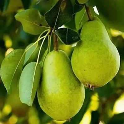 Груша СЕВЕРЯНКА колонновидная в Пензе