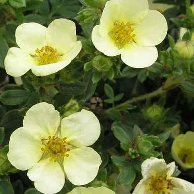 Лапчатка ЭЛИЗАБЕТ кустарниковая  Лапчатка ЭЛИЗАБЕТ кустарниковая в Пензе