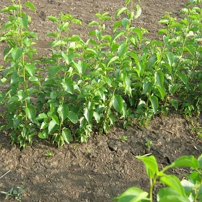 Подвой вишни АНТИПКА в Пензе