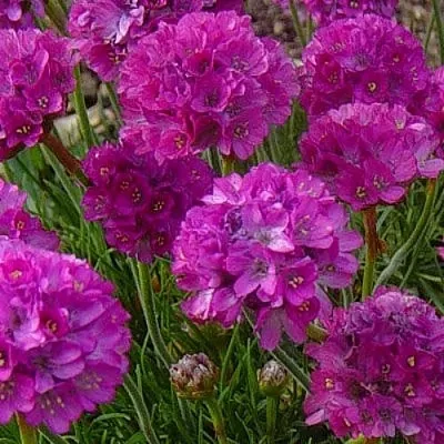 Армерия МОНИНГ СТАР ДИП РОУЗ в Пензе