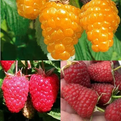 Комплект ЗОЛОТАЯ МАЛИНА в Пензе