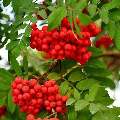 Рябина ОБЫКНОВЕННАЯ  Рябина ОБЫКНОВЕННАЯ в Пензе