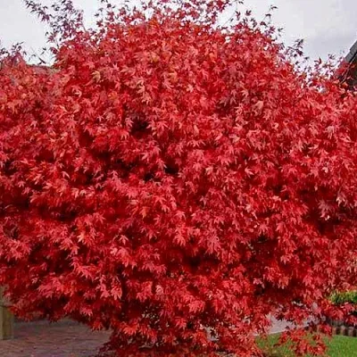 Клен гиннала   Клен гиннала  в Пензе