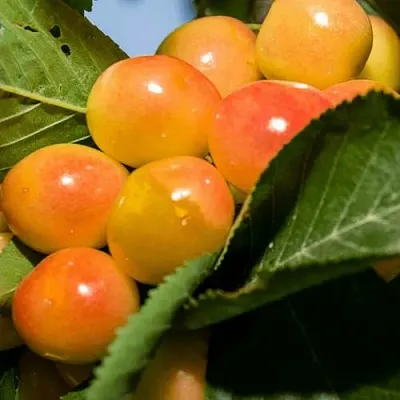 Дюк (черевишня) БЕЛОЧКА  Дюк (черевишня) БЕЛОЧКА в Пензе