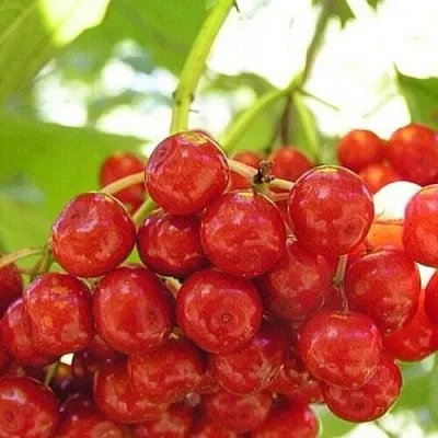 Калина КИЕВСКАЯ САДОВАЯ в Пензе