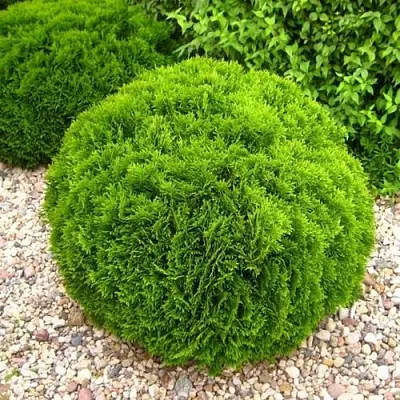 Туя ДАНИКА западная  Туя ДАНИКА западная в Пензе