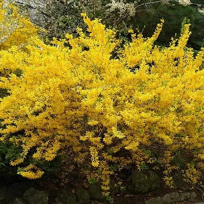 Форзиция ГОЛДЗАУБЕР средняя  Форзиция ГОЛДЗАУБЕР средняя в Пензе