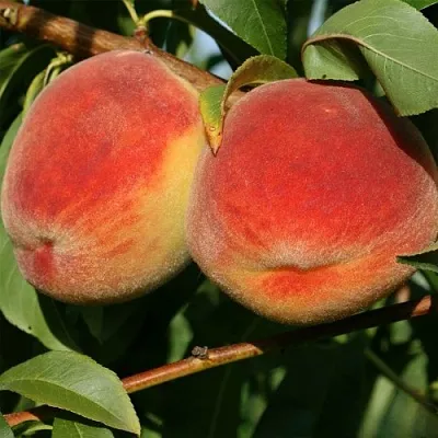 Персик МАРИЯ  Персик МАРИЯ в Пензе