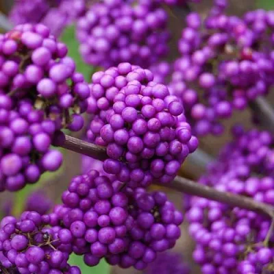 Красивоплодник  Красивоплодник в Пензе