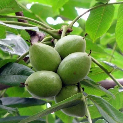 Орех маньчжурский МИЧУРИНЕЦ в Пензе