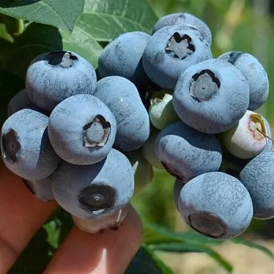 Голубика НЕЛЬСОН  Голубика НЕЛЬСОН в Пензе