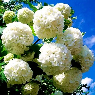 Калина БУЛЬДЕНЕЖ  Калина БУЛЬДЕНЕЖ в Пензе