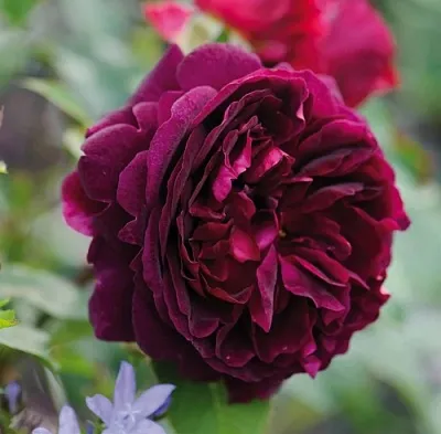 Саженцы роз МАНСТЕД ВУД английская  Саженцы роз МАНСТЕД ВУД английская в Пензе