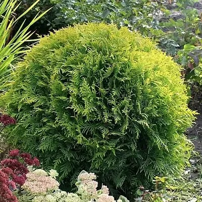 Туя ЕЛЛОУ ГЛОБ западная  Туя ЕЛЛОУ ГЛОБ западная в Пензе