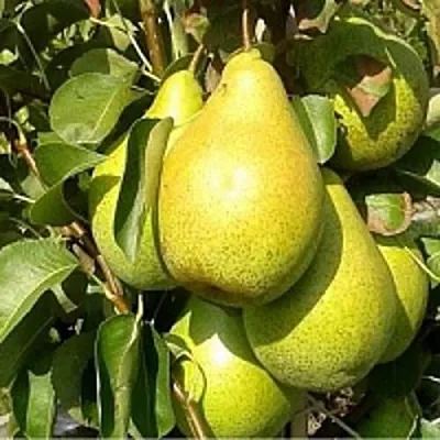 Груша ПАТЕН (ГЛУБОКСКАЯ)  Груша ПАТЕН (ГЛУБОКСКАЯ) в Пензе