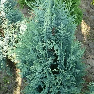 Кипарисовик КОЛУМНАРИС лавсона  Кипарисовик КОЛУМНАРИС лавсона в Пензе