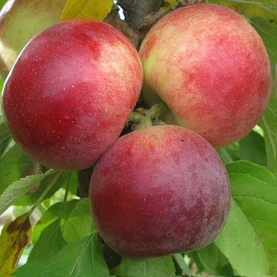 Яблоня БАЛЕРИНА ФЛАМЕНКО колонновидная в Пензе