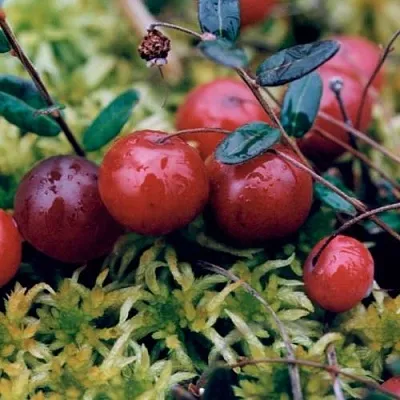 Клюква МАК ФАРЛИН  Клюква МАК ФАРЛИН в Пензе