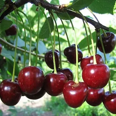 Вишня БЫСТРИНКА в Пензе