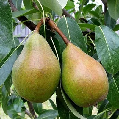 Груша ЯБЛУНИВСКАЯ  Груша ЯБЛУНИВСКАЯ в Пензе