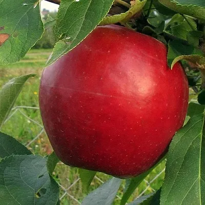 Яблоня РЕДФРИ  Яблоня РЕДФРИ в Пензе