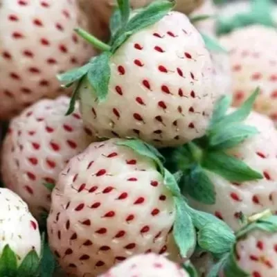 Клубника АНАНАСА ремонтантная — описание сорта Клубника АНАНАСА ремонтантная в Пензе