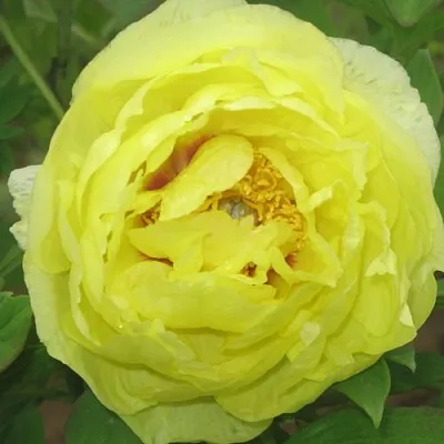 Пион ЗОЛОТО ПОДНЕБЕСНОЙ древовидный в Пензе